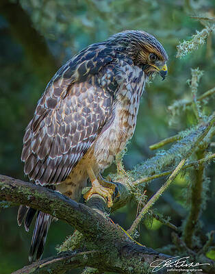 Hawk Photograph - Red-shouldered Hawk In Forest by Joe Fisher