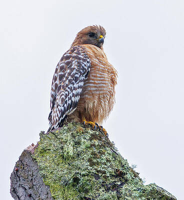 Hawk Photograph - Red-shouldered Hawk In Golden Gate Park by Joe Fisher
