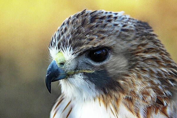 Feather Wall Art featuring the photograph Red Shouldered Hawk Portrait by Gina Fitzhugh