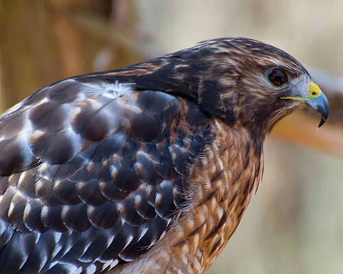 Wall Art featuring the photograph Red Shouldered Hawk Profile by Flees Photos