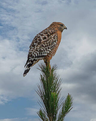 Hawk Photograph - Red-shouldered Hawk Surveying by Joe Fisher