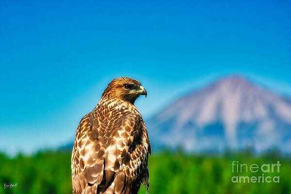 Mountain Photograph - Red-Shouldered Hawk With Mt. McLaughlin In The Background by Bruce Block