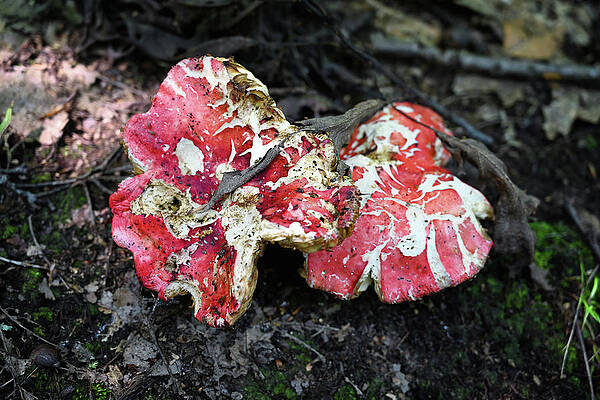 Wall Art featuring the photograph Red Shrooms by Steven Nelson