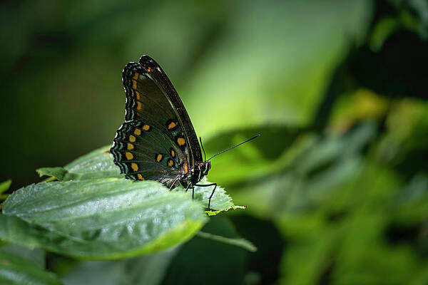 Nature Wall Art featuring the photograph Red Spotted Purple Admiral Butterfly by Jason Fink