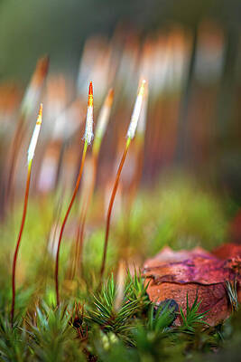 Nature Photograph - Red Spring by Ursula Abresch