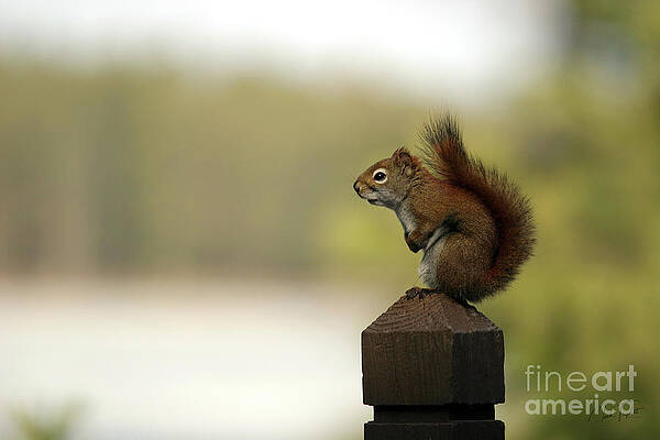 Nature Wall Art featuring the photograph Red Squirrel by Mark Triplett