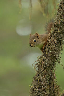 Wall Art featuring the photograph Red Squirrel Peeks Out From Mossy Tree by Nancy Gleason