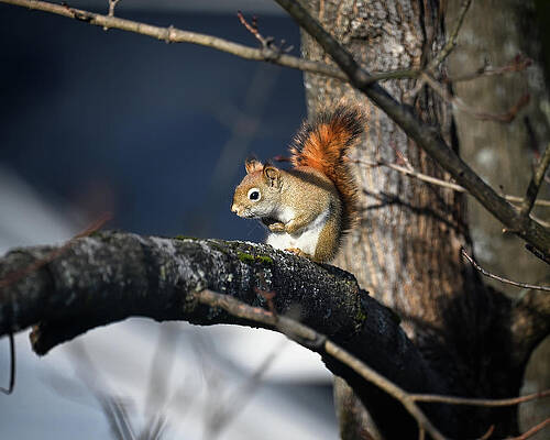 Wall Art featuring the photograph Red Squirrel by Steven Nelson