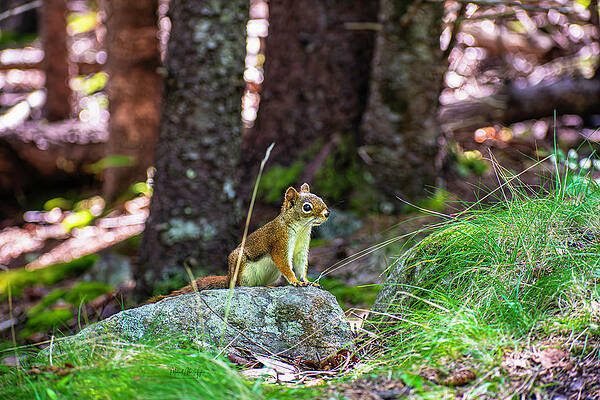 Maine Photograph - Red Squirrel by Veterans Aerial Media LLC