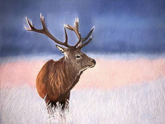 Wall Art featuring the pastel Red Stag by Marlene Little