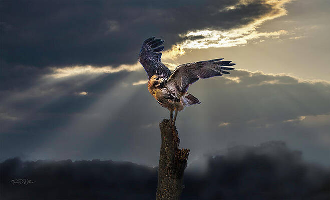 Sky Photograph - Red Tail Hawk At Sunset by Theresa D Williams Smoky Mountains