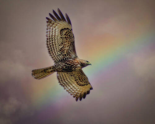Hawk Photograph - Red-tailed Hawk And Rainbow by Joe Fisher