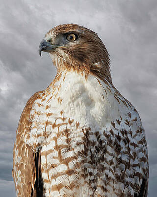 Hawk Photograph - Red-tailed Hawk Close-up by Joe Fisher