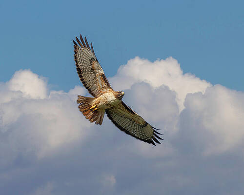 Hawk Photograph - Red-tailed Hawk In The Clouds by Joe Fisher