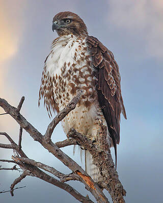 Wing Photograph - Red-tailed Hawk by Joe Fisher