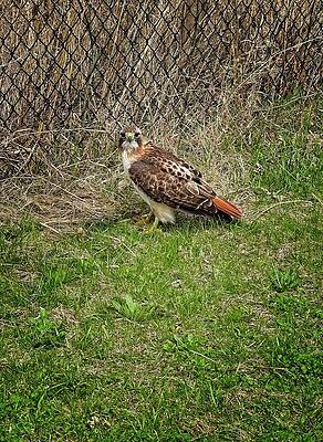 Wall Art featuring the photograph Red Tailed Hawk, Madison, Wisconsin by Steven Ralser