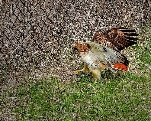 Wall Art featuring the photograph Red Tailed Hawk, Madison, Wisconsin 2 by Steven Ralser