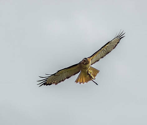 Wall Art featuring the photograph Red Tailed Hawk Successful Hunt by Michael DeGrenier