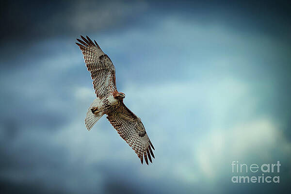 Wildlife Photograph - Red Tailed Hawk by Thomas Nay