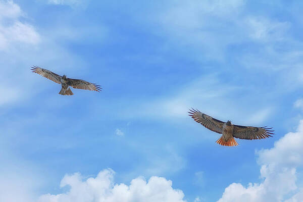Hawk Photograph - Red-tailed Hawks by Joe Fisher