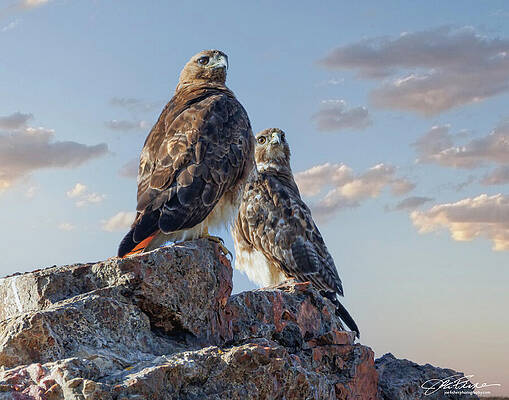 Hawk Photograph - Red-tailed Hawks Power Couple by Joe Fisher