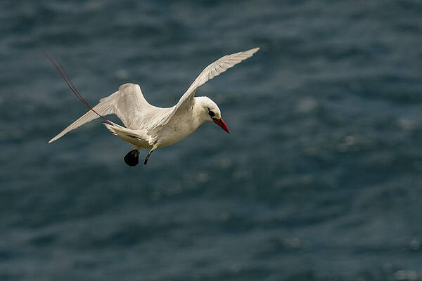 Wilderness Wall Art featuring the photograph Red-Tailed Tropicbird Hovering In Flight At Kilauea Point by Nancy Gleason