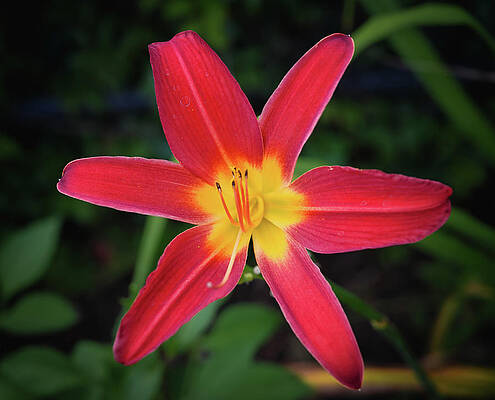 Wall Art featuring the photograph Red Tiger by Steven Nelson