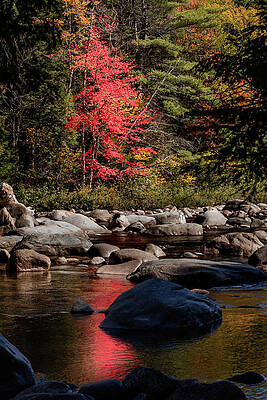 Fall Photograph - Red Tree Reflections by Craig A Walker