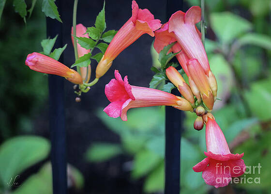 Natural Photograph - Red Trumpet Vine Blooming In The Garden by D Lee