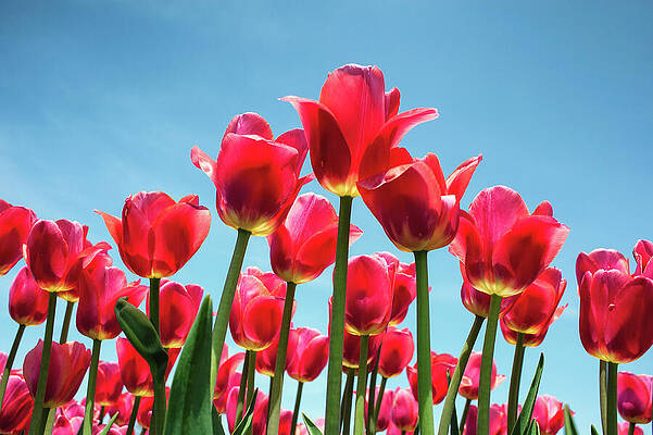 Spring Wall Art featuring the photograph Red Tulips by Michael Collins
