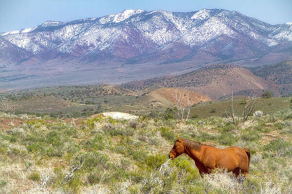 Animal Photograph - Red Wild Stallion Near Snow Covered Mountains by Waterdancer