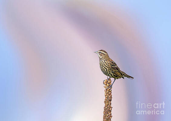 Bird Wall Art featuring the photograph Red Winged Black Bird - Female by Rehna George