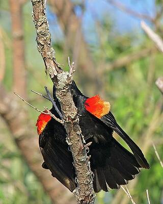 Wall Art featuring the photograph Red Winged Blackbird 2 by Steven Ralser