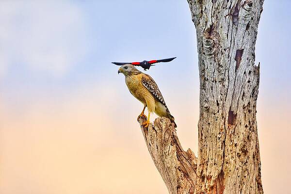 Nature Photograph - Red Winged Blackbird Attacking Red-shouldered Hawk by David McKinney