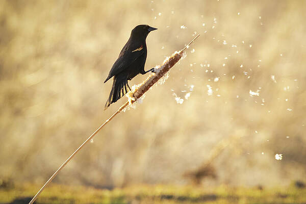 American Wall Art featuring the photograph Red-Winged Blackbird On Cattail - Lassen County California by Mike Lee