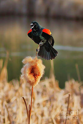Red-winged Blackbird on Cattail Photograph