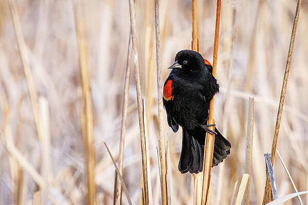 Wildlife Photograph - Red-Winged Blackbird Perched On Cattail In Marshland by Robert Niemeier