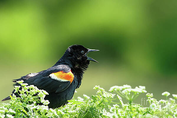 Bird Wall Art featuring the photograph Red Winged Blackbird Trills by Rehna George