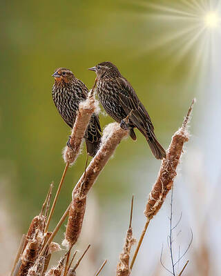Wing Photograph - Red-winged Blackbirds Female by Joe Fisher
