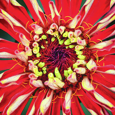 Vibrant Red Zinnia Close-Up Photograph