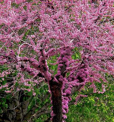 Wall Art featuring the photograph Redbud by Rona Black