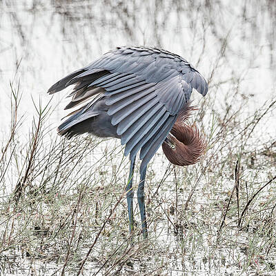 Feather Wall Art featuring the photograph Reddish Egret 188A by Sally Fuller