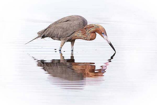 Heron Reflected in Water Photograph