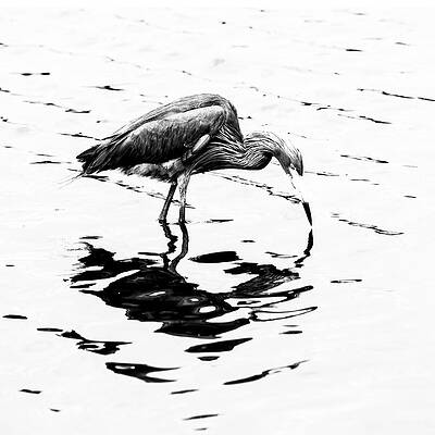 Wall Art featuring the photograph Reddish Egret 62A by Sally Fuller