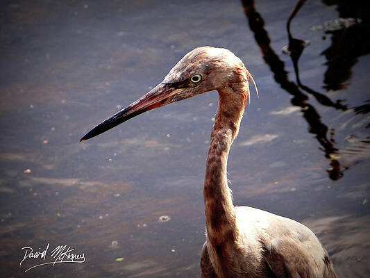 Wall Art featuring the photograph Reddish Egret by David McKinney