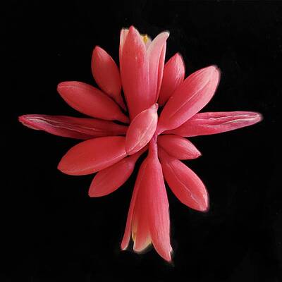 Wildflower Photograph - Redflower False Yucca by Joy Garso