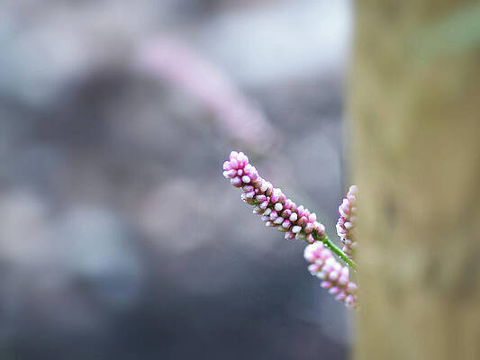 Delicate Pink Buds in Focus Photograph