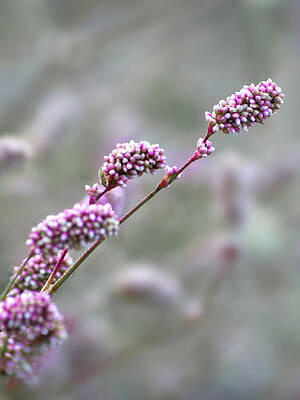 Delicate Pink Blossoms in Focus Photograph