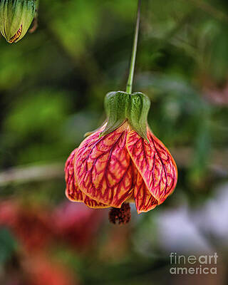 Wall Art featuring the photograph Red Vein Indian Mallow Chinese Lantern Flower - Abutilon Striatum by Abigail Diane Photography