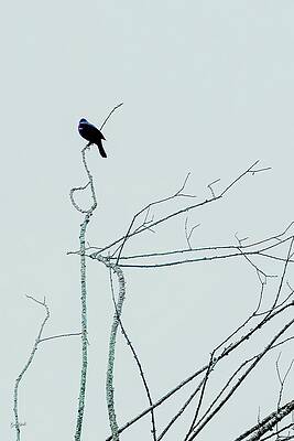 Wall Art featuring the digital art Redwing Blackbird On A Branch by Bruce Block